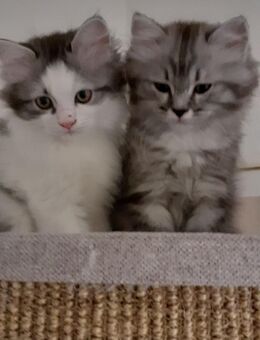 Wunderschöne Katzenkinder - Ludwigsburg