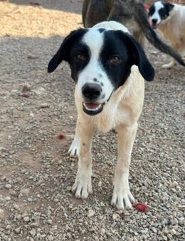 Ramona sucht ihr zu Hause - Krefeld