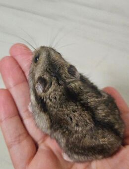 🩷Dungarischer zwerghamster❤️ - Schellerten