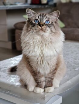 Wunderschöner reinrassiger Heilige Birma Deckkater - Beckum