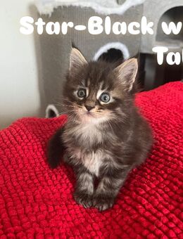 Maine Coon Kitten suchen ein liebevolles Zuhause - Thayngen