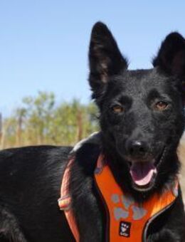 Yuna sucht ihre Familie - Kleinostheim