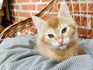 Katzen Baby - Hamburg Wandsbek