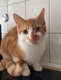 Kater Elmo abzugeben - Osnabrück Zentrum