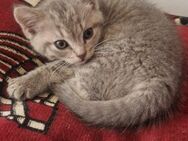 Baby katzen und Mutter Katze zu verkaufen (auch einzelnd verkauft) Britischer kurzhaar - Gelsenkirchen Altstadt