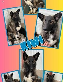 Welpenmädchen Kiwi sucht Familie - Nürnberg