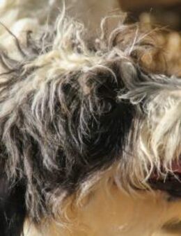 Kelvin möchte Tierheim verlassen - Schwabach