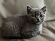 BKH reinrassig Kitten Blue Katze dürfen ausziehen - Neubrunn (Bayern)