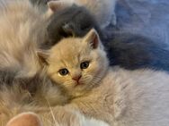 BKH Kitten - Gelsenkirchen Ückendorf