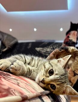 BKH Kitten wunderschön - Bottrop