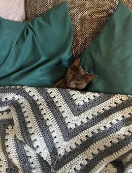 Cookie sucht neues für-immer-zu Hause - Hannoversch Münden