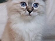 Ragdollkitten suchen liebevolles - München Schwanthalerhöhe