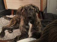 Temperamentvolle Darla sucht Zuhause - Neuss