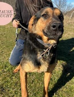 Wundervoller SIMBA sucht seine Familie❤️ - Saarbrücken