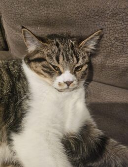 Baby Katze suchen hier ein neues Zuhause - Mainz