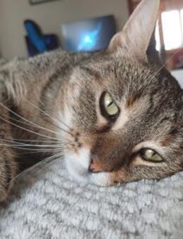 Sonnenschein Bilja sucht warmes Körbchen - Margetshöchheim