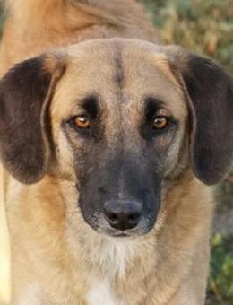 Fritz, geb. ca. 05/2022, GRIECHENLAND - Euskirchen