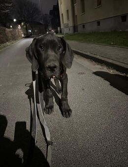 Deutsche Doggenrüden abzugeben - Baesweiler