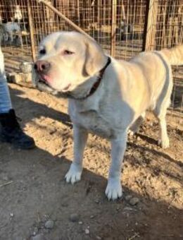 Dömper - geb. 03/2022 - Remagen