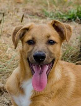 EVA sucht ihr Glückskörbchen - Sulzfeld (Baden-Württemberg)