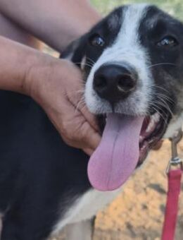 Welpe Fotis - ein fröhlicher Hundejunge - Krefeld