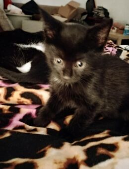 Drei kleine Babykater suchen ein schönes Zuhause - Lügde (Stadt der Osterräder) Hummersen