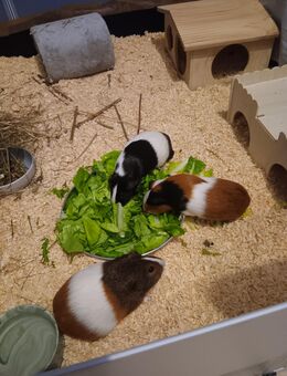 Drei Meerschweinchen kastraten - Dorum