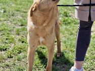 Freundliche SILVI sucht IHRE Menschen♥️ - München
