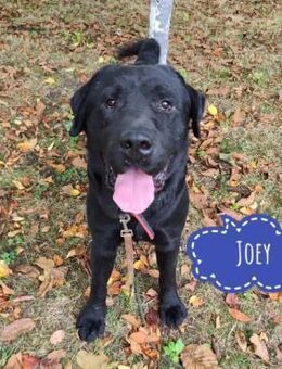 Joey ist traurig - Flörsheim-Dalsheim