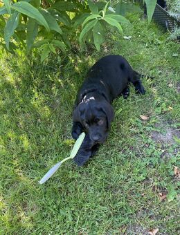 ENDLICH GENUG PLATZ FÜR IHREN EIGENEN HUND - IM NEUEN HAUS MIT GARTEN! - Zwickau