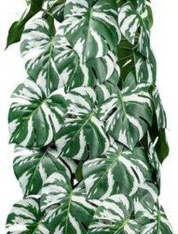 Künstliche Zimmerpflanze Splitphilodendron Grünpflanze, Creativ green, Höhe 90 cm, mit säulenartigem Aufbau