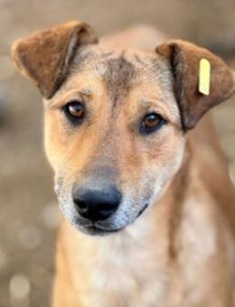 Janika verspielt & neugierig - Kallmünz