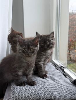 7 süße Katzenbabys :) - Espelkamp Altgemeinde