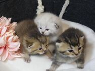 Kleine Bärchen BKH Kitten Baby Katzen - Prien (Chiemsee)