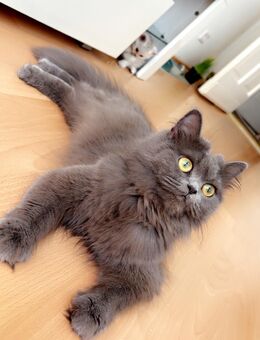 Wunderschöne Katze sucht ein liebevolles Zuhause - Berlin Reinickendorf