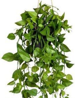 Kunstranke Philodendronhänger Philodendron, Creativ green, Höhe 75 cm, im Hängetopf