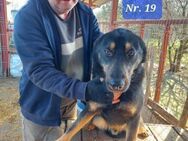 Artus - Traumhund - will gefallen! - Alfdorf