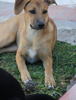 Della träumt vom eigenen Körbchen - Grevenbroich