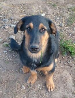 💙Rocket💙 sucht eine liebe Familie - Freilassing