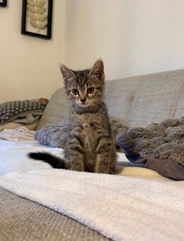 5 wunderschöne kitten suchen neues zuhause! - Höxter