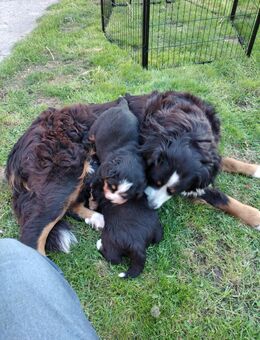 Berner Sennenhund Welpen - Groß Wüstenfelde