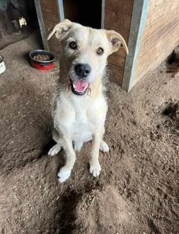 Goldie Mix Rüde, 3 Jahre - Kappeln (Schleswig-Holstein)
