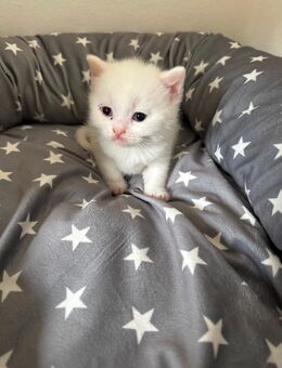 Katzenbaby Britisch Kurzhaar/Britisch Langhaar Mix - Höchstadt (Aisch)