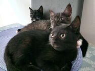 Baby Katzen ab mitte Juni abzugeben - Warendorf