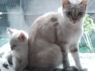 Kitten - Ennepetal (Stadt der Kluterhöhle)