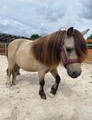 Mini Shetty Wallach 5 Jahre in 26655