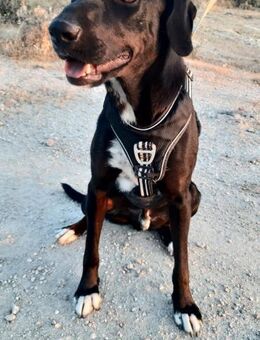 Ziggy-freundlich,sportlich und anschmieg - Haan