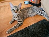 BRITTISCH KURZHAAR - BENGAL MIX Kitten - Sangerhausen