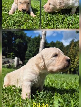 Labradoodle - Verl