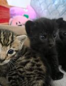 Katzenbabys abzugeben in 66424